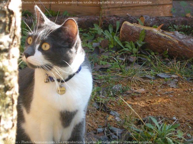 Photo de Chat domestique