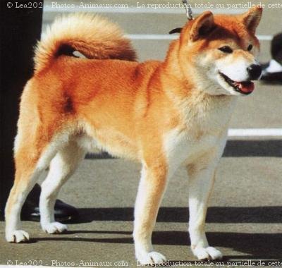 Photo de Shiba