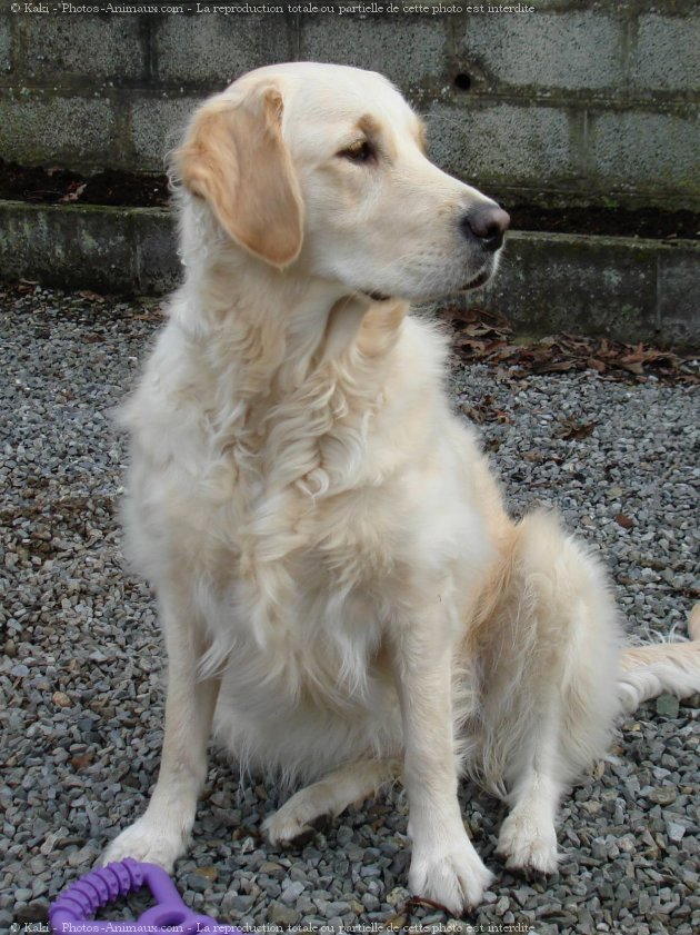 Photo de Golden retriever