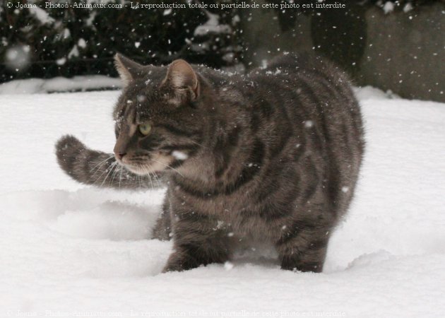 Photo de Chat domestique