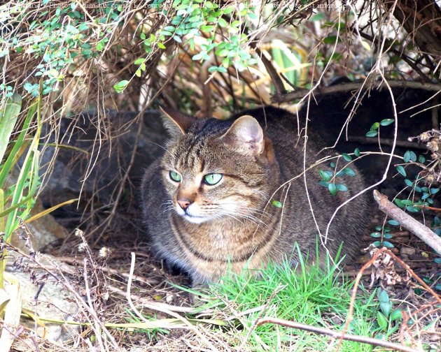 Photo de Chat domestique