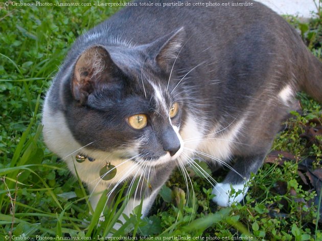 Photo de Chat domestique