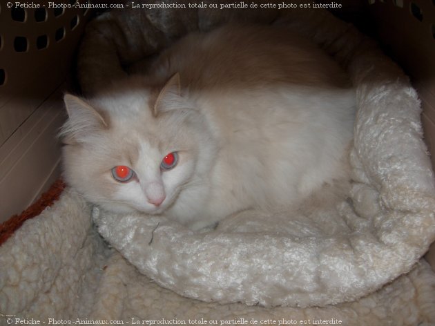 Photo de Ragdoll