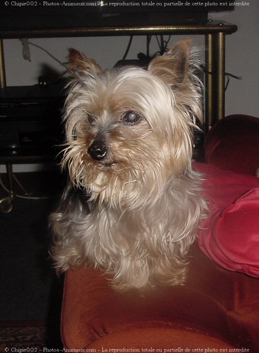 Photo de Yorkshire terrier