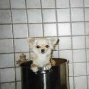 Photo de Chihuahua  poil long