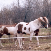 Photo de Paint horse