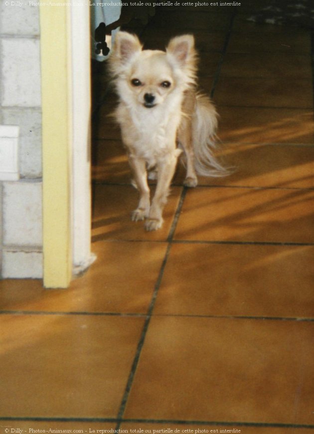 Photo de Chihuahua  poil long