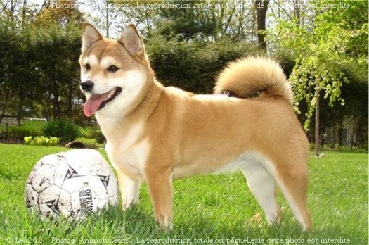 Photo de Shiba