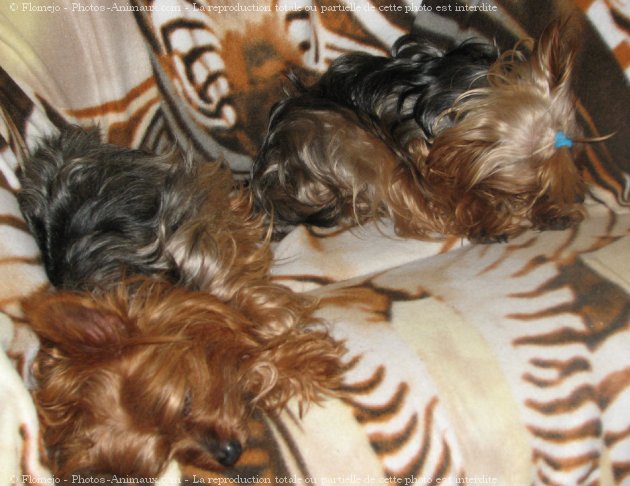 Photo de Yorkshire terrier