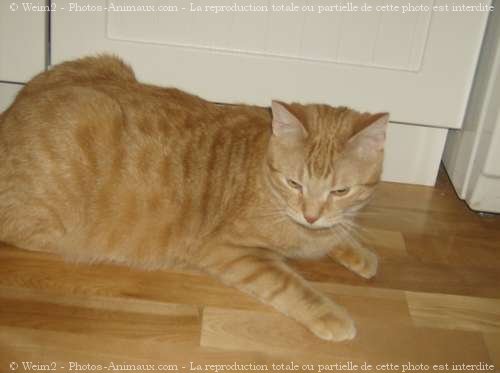 Photo de Chat domestique