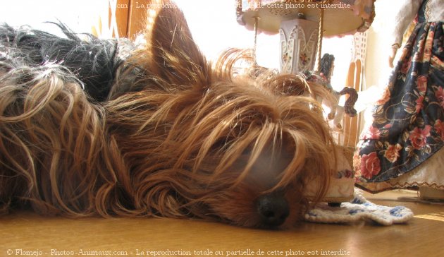 Photo de Yorkshire terrier