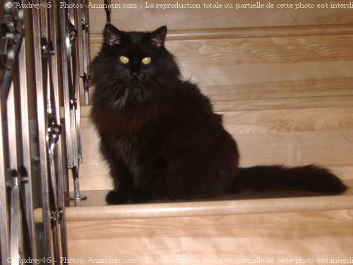 Photo de Chat domestique