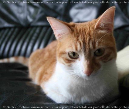 Photo de Chat domestique