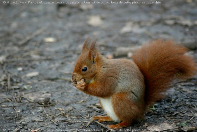 Photo d'Ecureuil