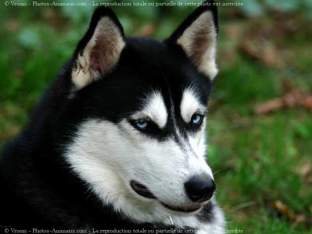 Photo de Husky siberien