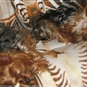 Photo de Yorkshire terrier