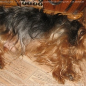 Photo de Yorkshire terrier