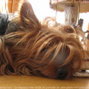 Photo de Yorkshire terrier