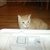 Photo de Chat domestique