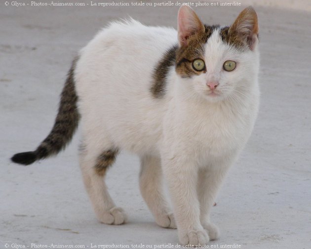 Photo de Chat domestique