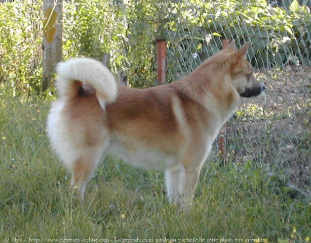 Photo de Chien de berger islandais