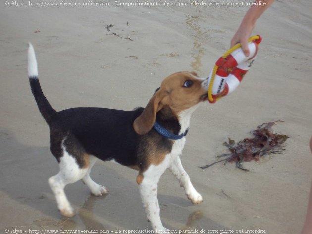 Photo de Beagle