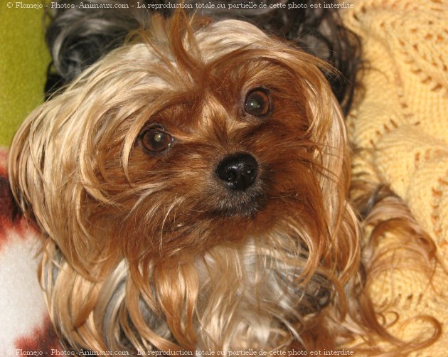 Photo de Yorkshire terrier