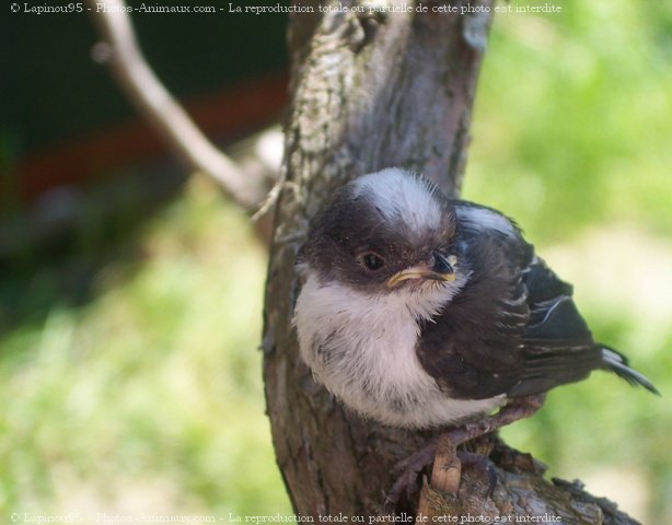 Photo de Martinet