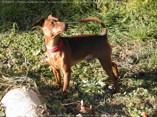 Photo de Pinscher nain