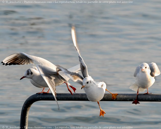 Photo de Mouette