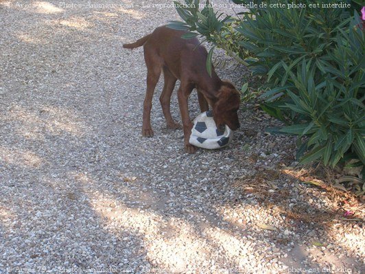 Photo de Setter irlandais rouge