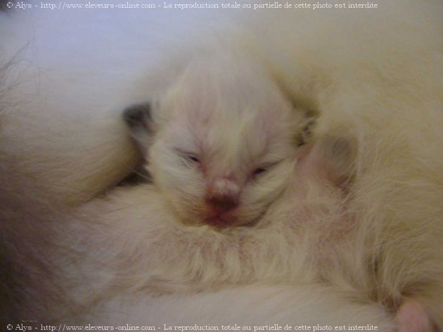 Photo de Sacr de birmanie