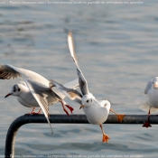 Photo de Mouette