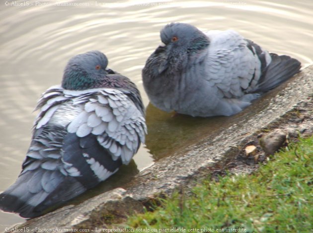 Photo de Pigeon