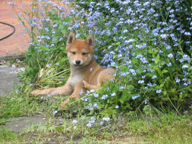 Photo de Shiba