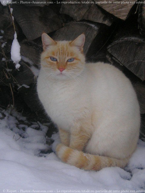 Photo de Chat domestique