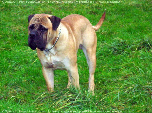 Photo de Bullmastiff