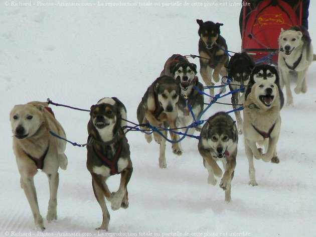 Photo de Races diffrentes