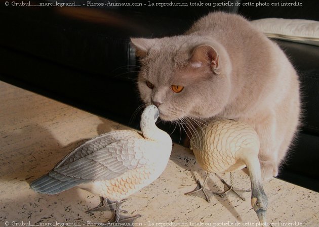 Photo de British shorthair