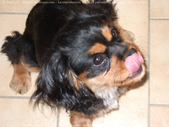 Photo de Cavalier king charles spaniel