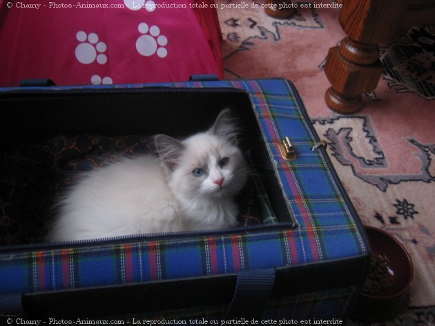 Photo de Ragdoll