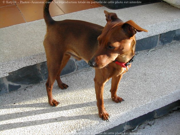 Photo de Pinscher nain