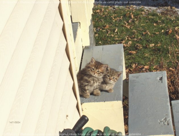 Photo de Chat domestique