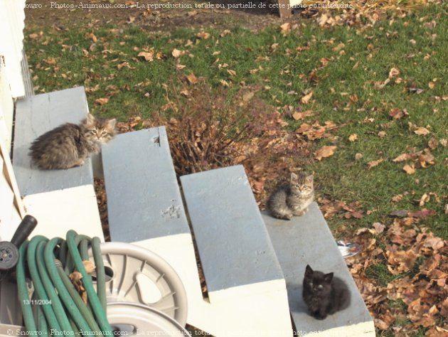 Photo de Chat domestique