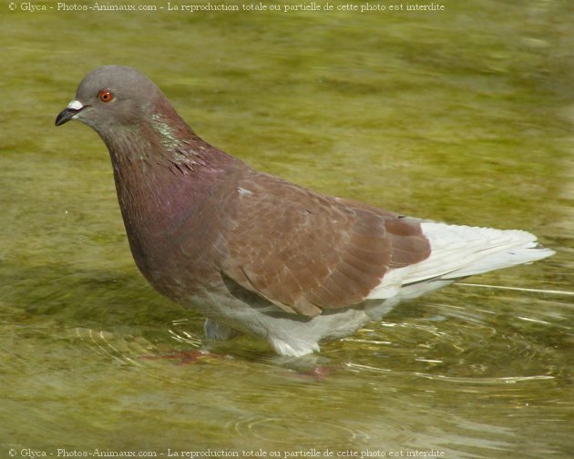 Photo de Pigeon