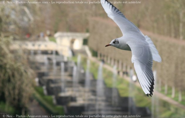 Photo de Mouette