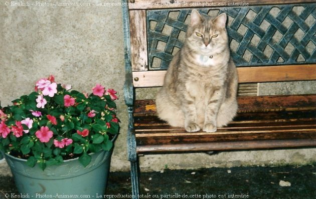 Photo de Chat domestique