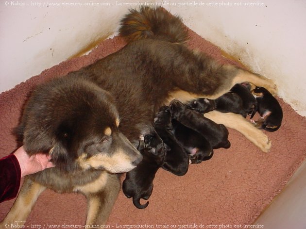 Photo de Dogue du tibet