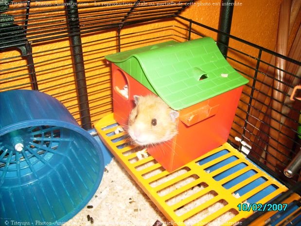 Photo de Hamster