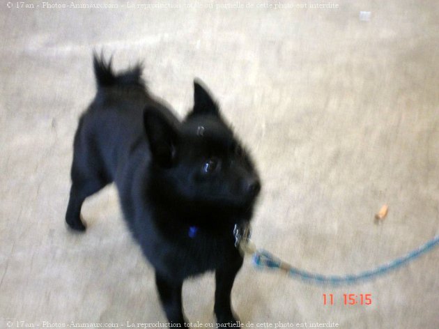 Photo de Schipperke